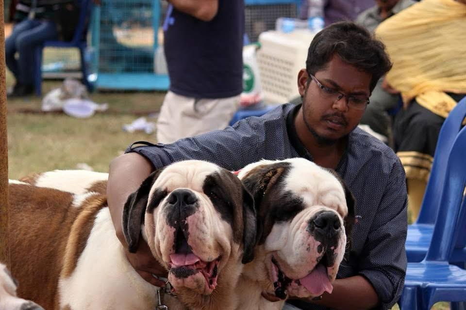 Dog Puppies for Sale in Bangalore