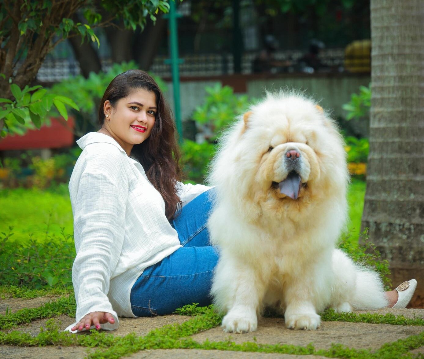 Chow Chow Puppies in Bangalore