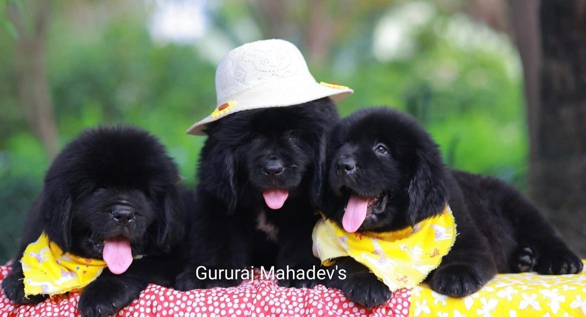 Newfoundland Dog for Sale in Bangalore