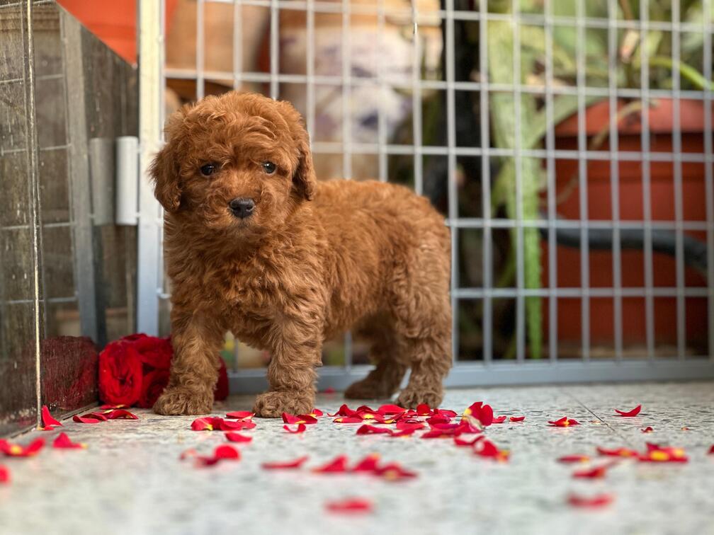Toy Poodle for Sale in Bangalore