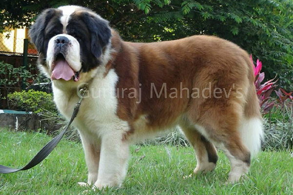 Saint Bernard