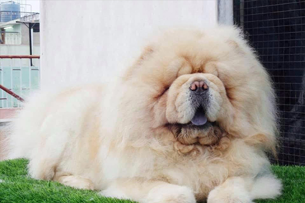 Chow Chow