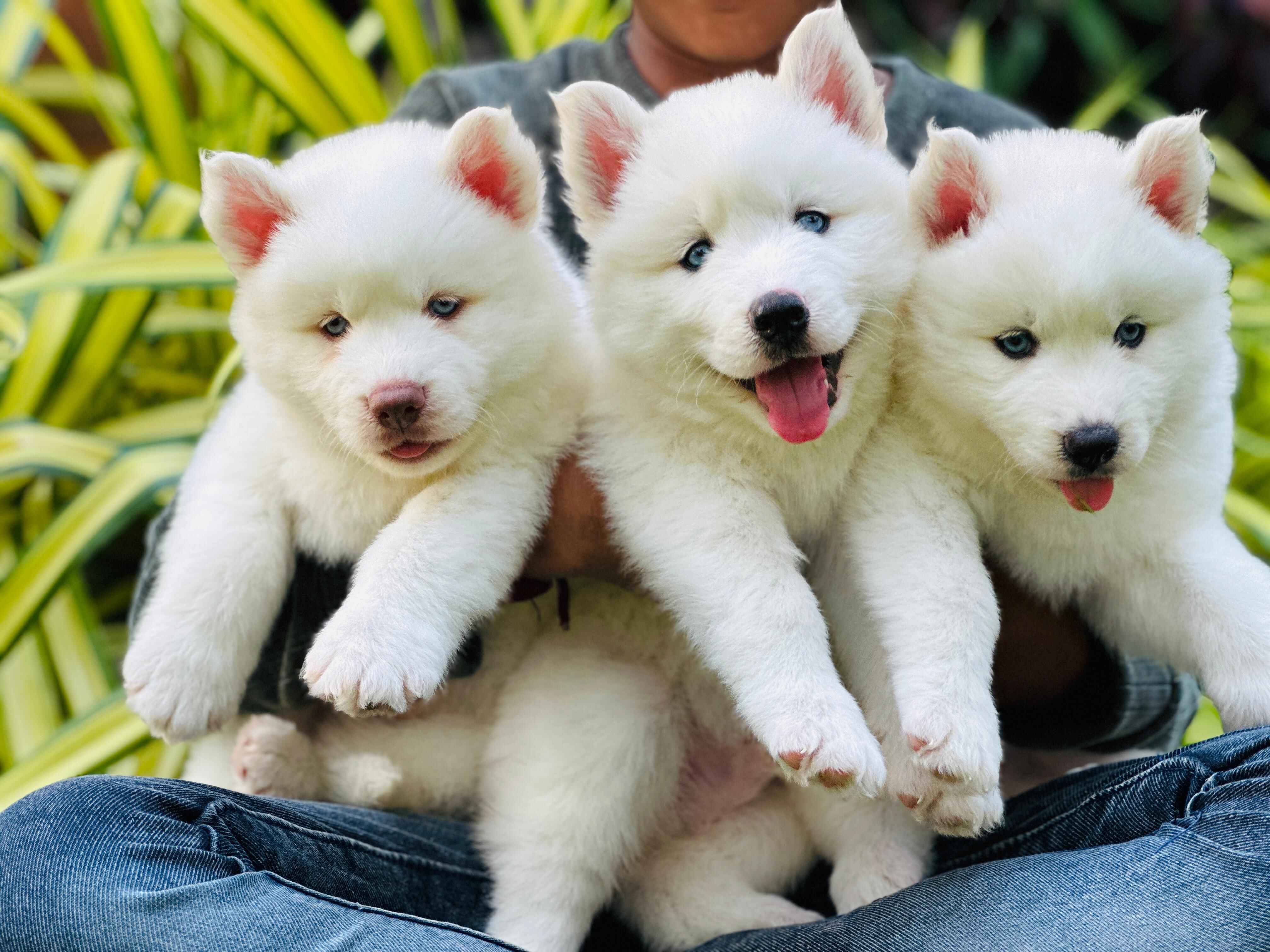  Puppy Adoption Bangalore